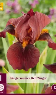 Iris germanica Iris  Red Zinger  