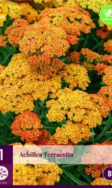 Achillea Rebríček TERRACOTTA 